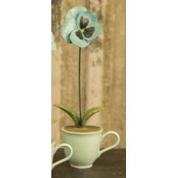 Stedmoderblomst i 4 farver/varianter.